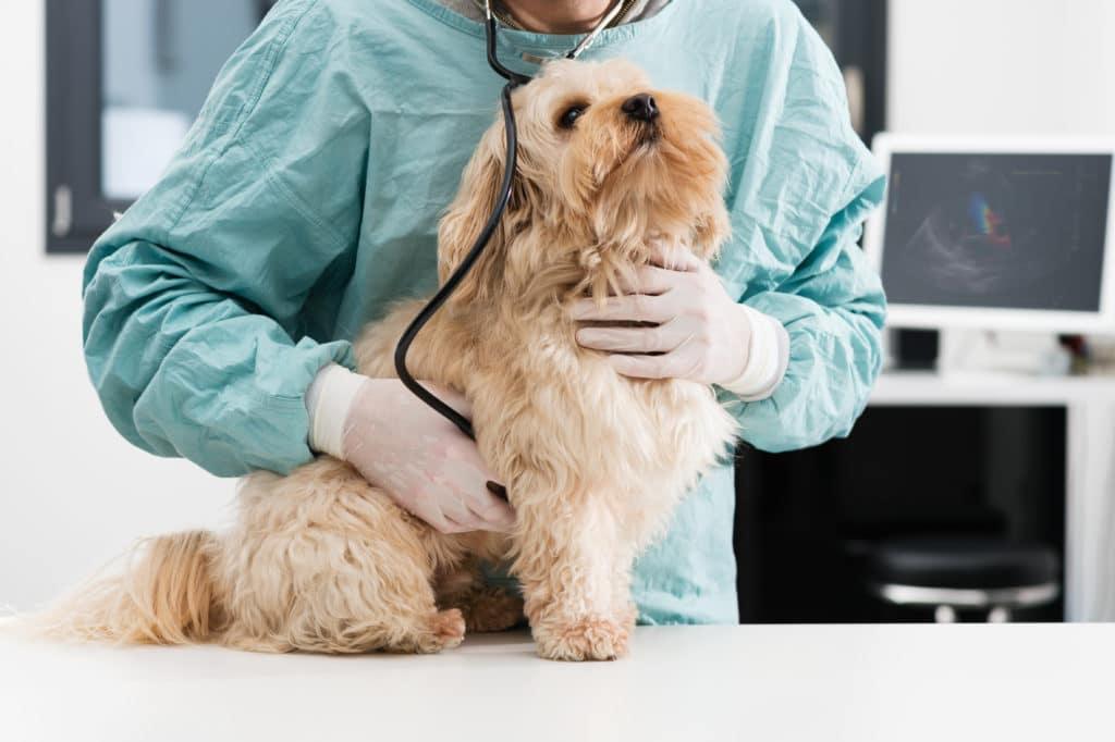The Importance of pet insurance - Dope Dog
