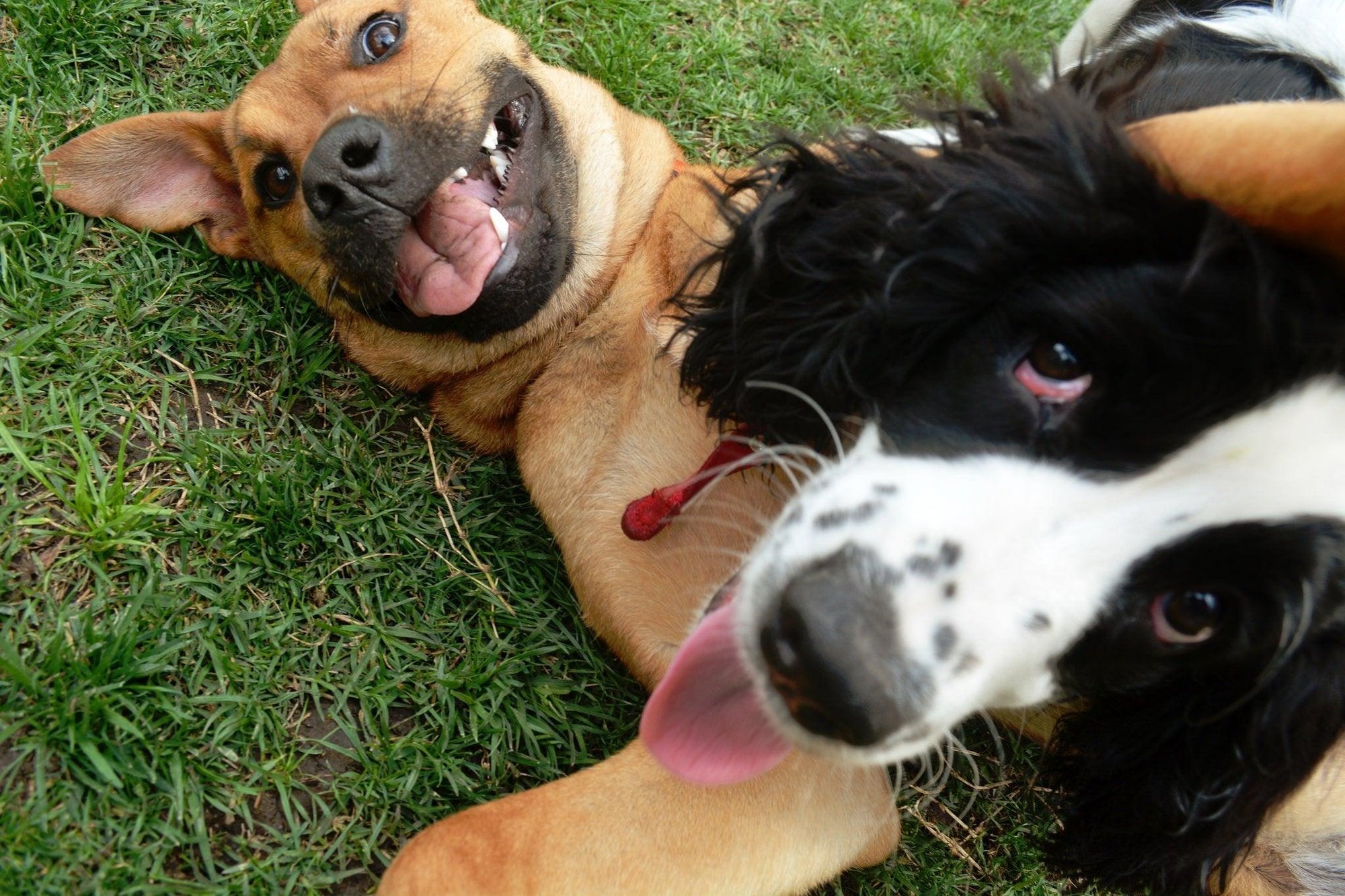Top 5 Benefits of Dog Daycare - Dope Dog