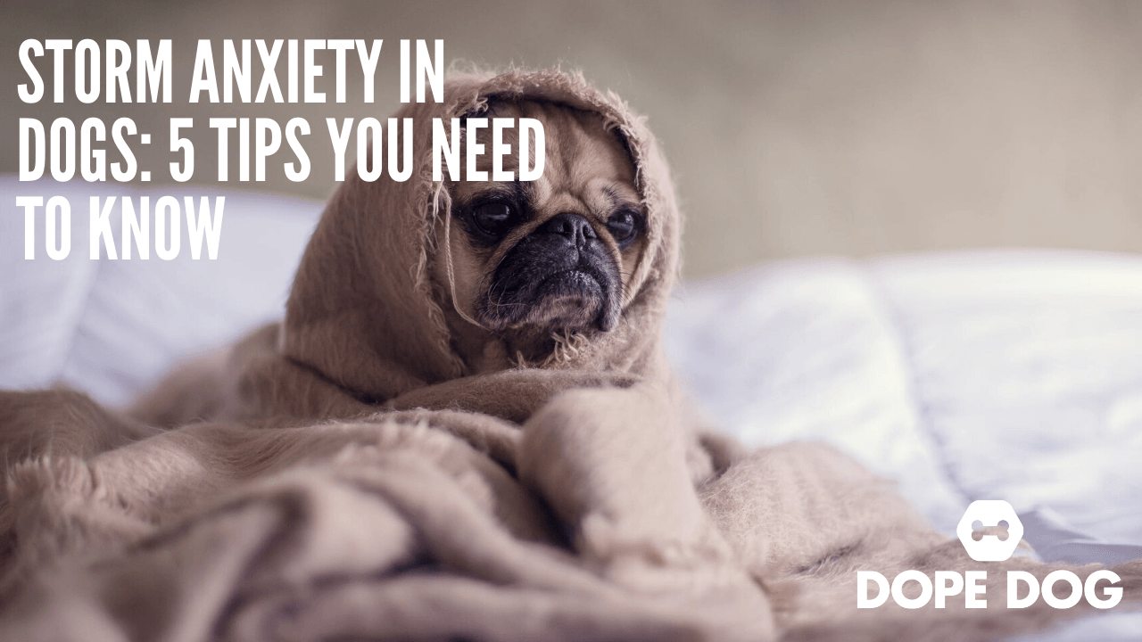 Storm Anxiety In Dogs - 5 Tips You Need To Know - Dope Dog