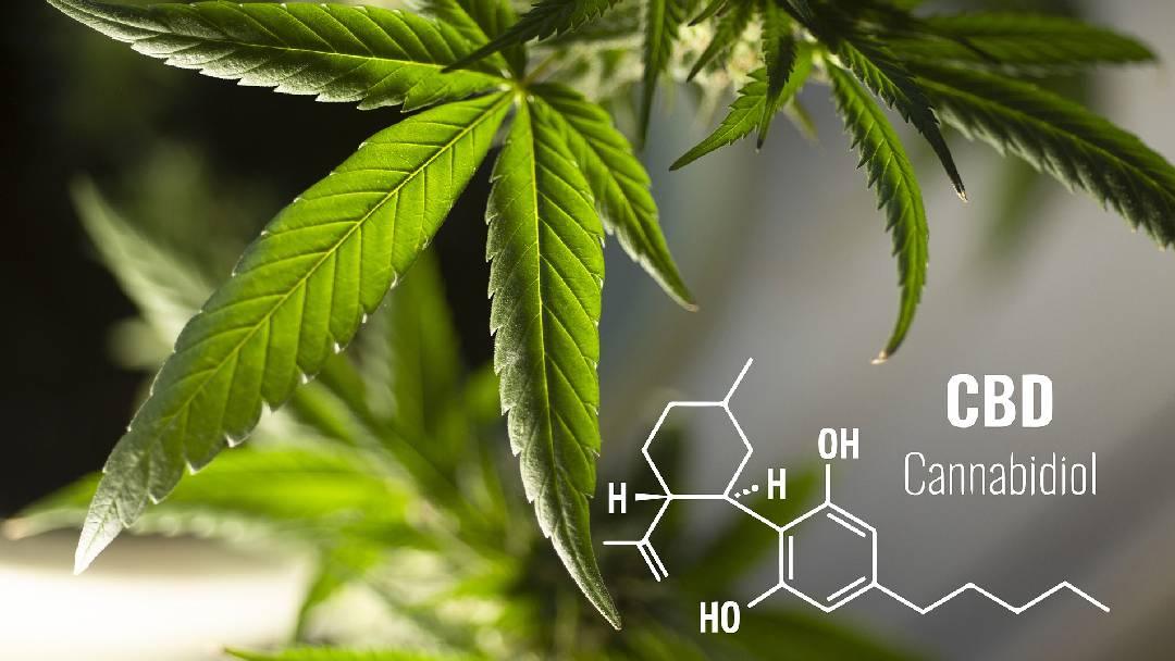 How CBD Roll On for Pain May Help You - Dope Dog