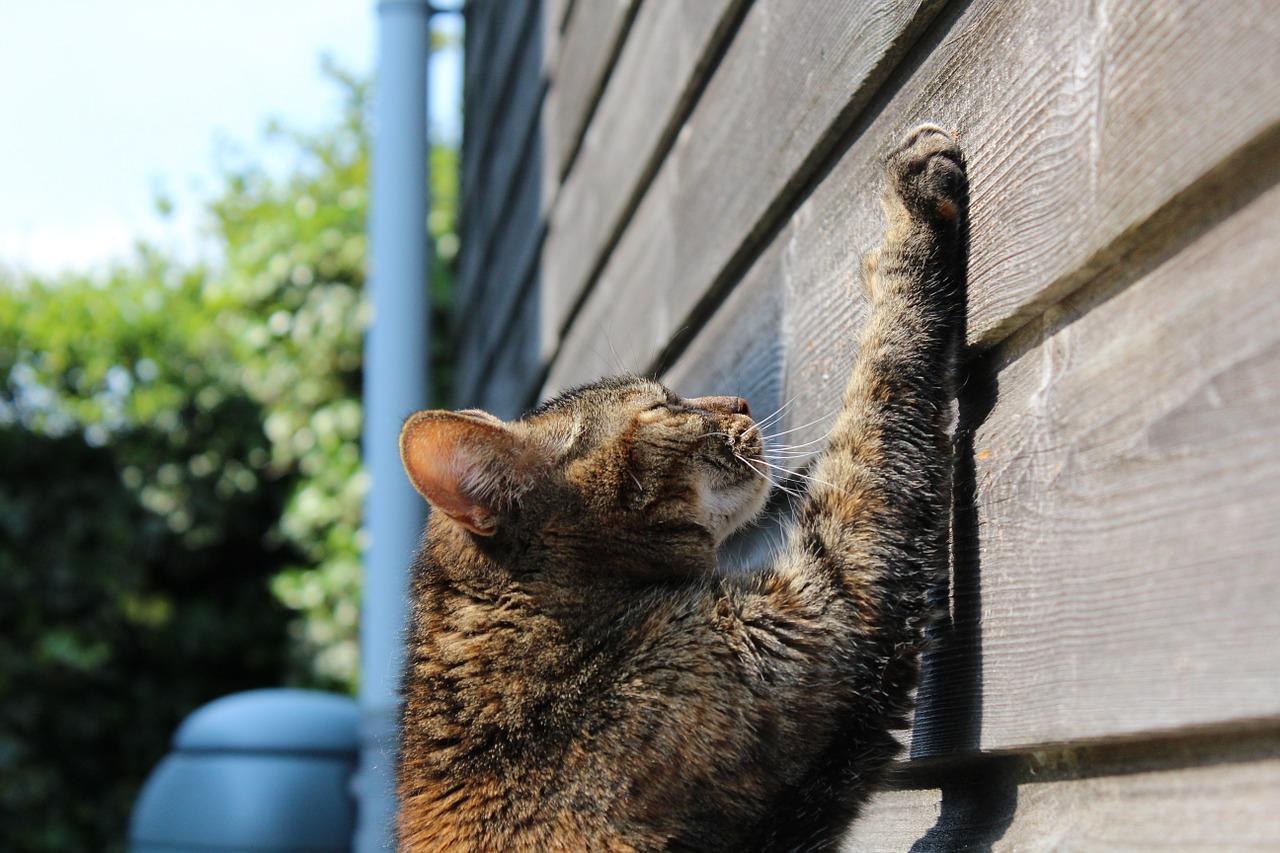 Catch Scratching