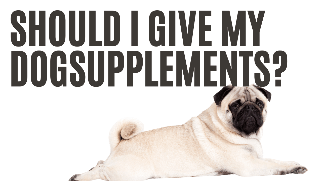 Should I Give My Dog Supplements? - Dope Dog