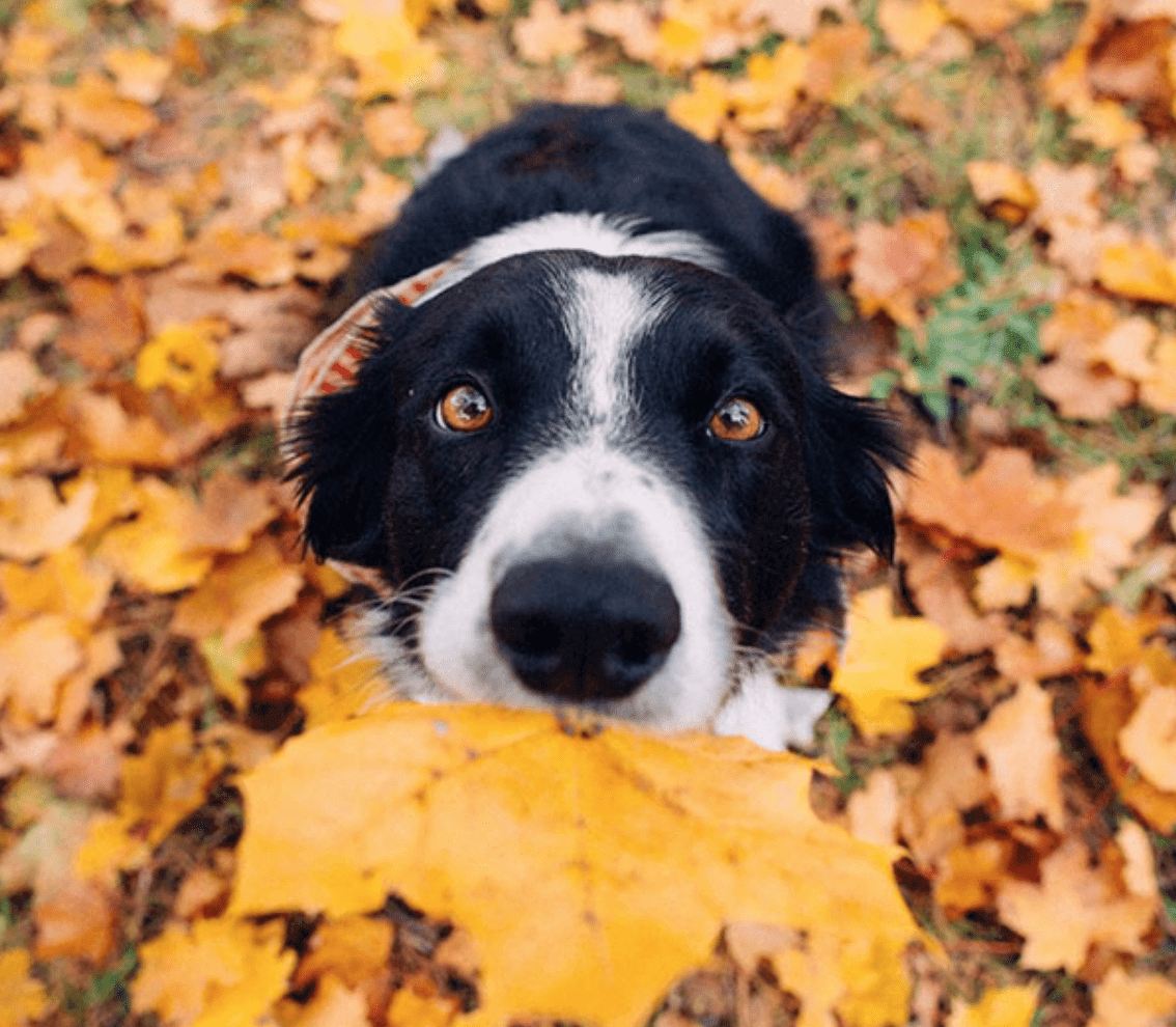 5 Easy Ways To Avoid Seasonal Allergies - Dope Dog 