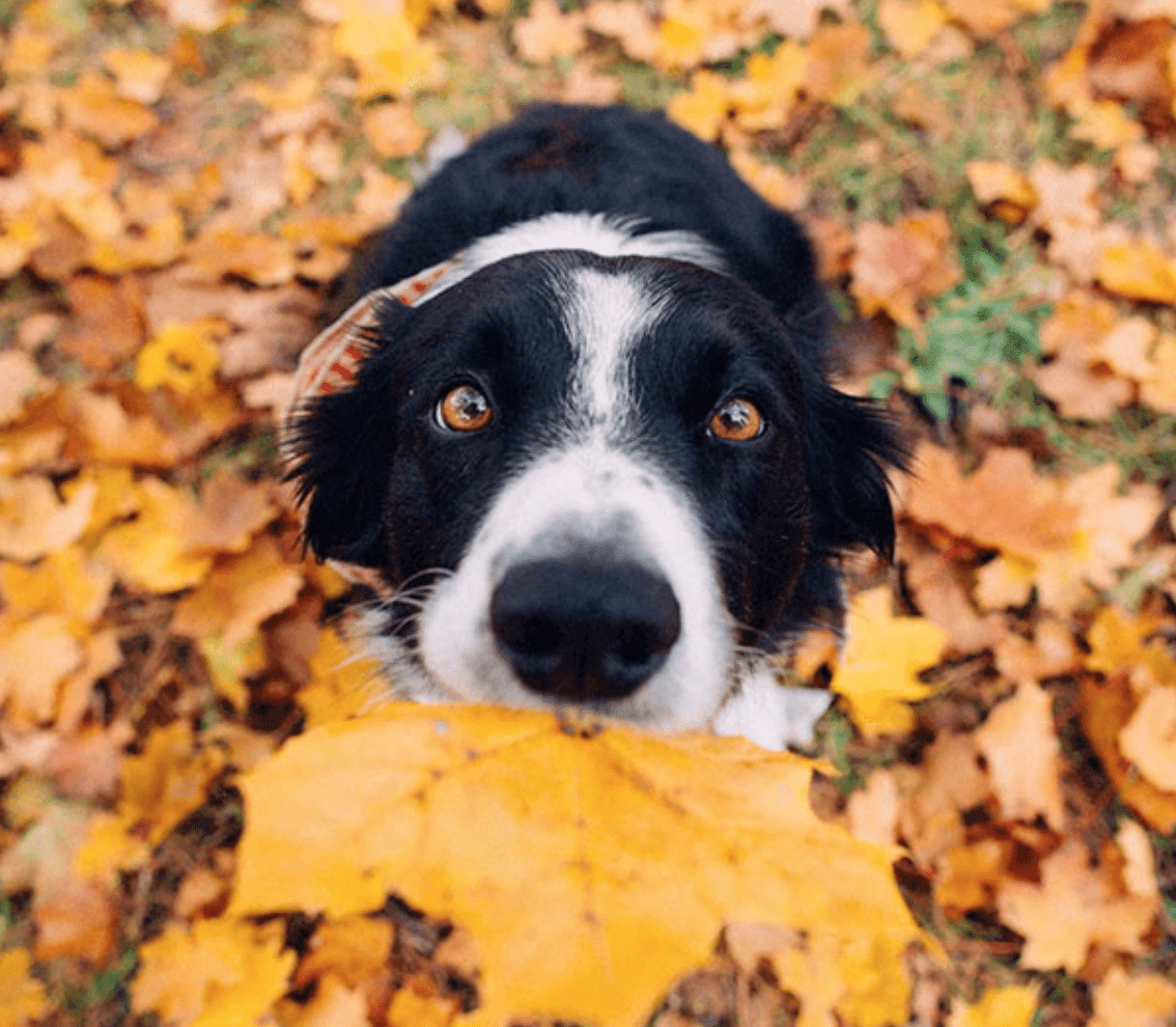 5 Easy Ways To Avoid Seasonal Allergies - Dope Dog