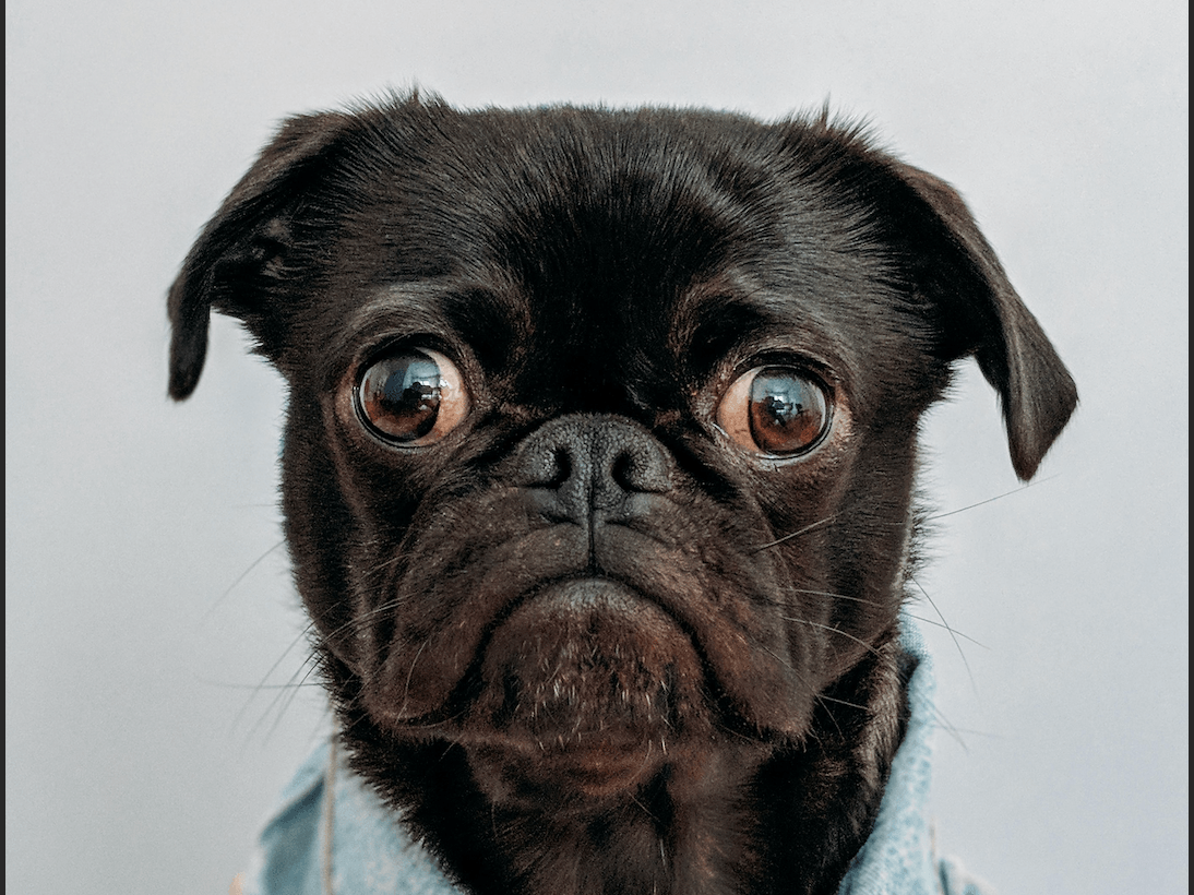 Understanding Treating and Preventing Yeast Infections in Dogs