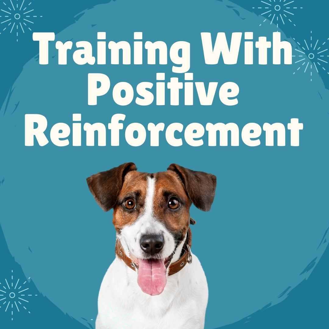Training With Positive Reinforcement - Dope Dog