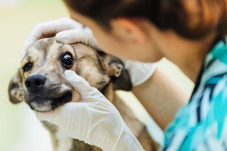 How to Properly Tell If Your Dog Going Blind - Dope Dog