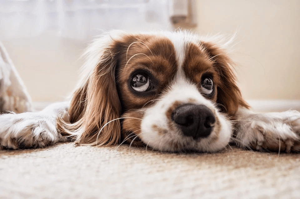 A dog laying on the floor looking up.
