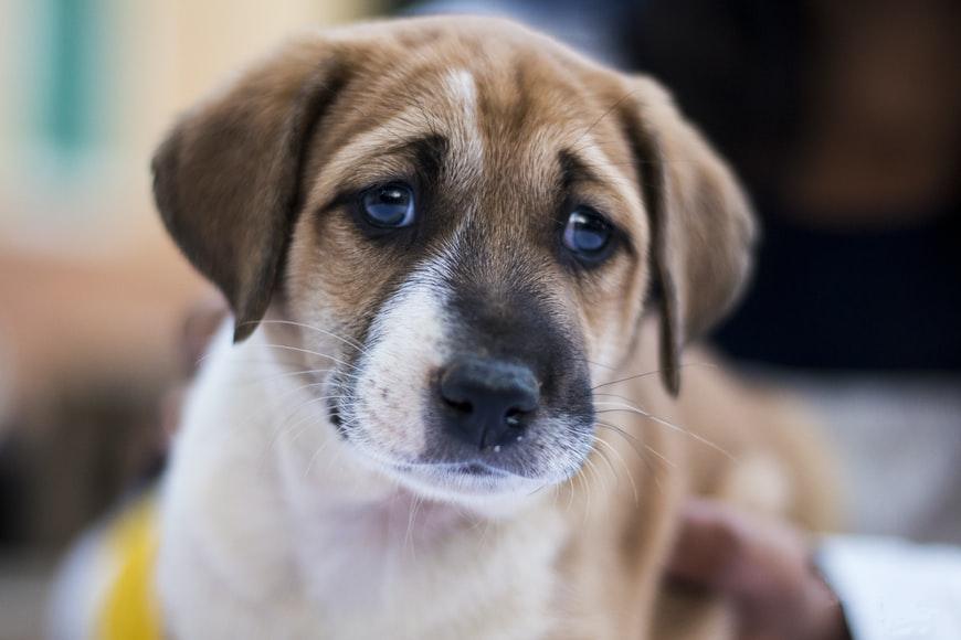 puppy at the vet
