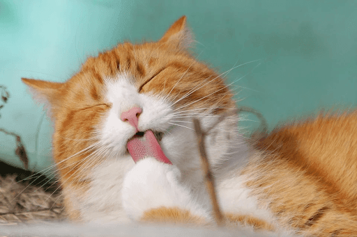 Close of cat licking its paws.