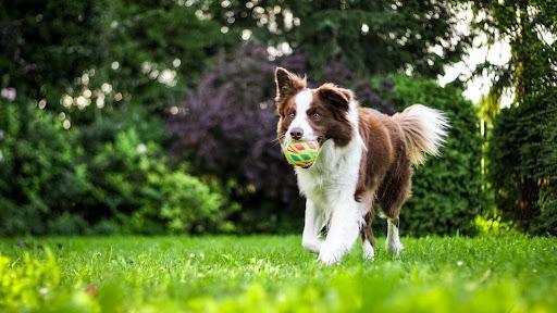 Dog Won’t Come When Called? Here’s What You Should Do - Dope Dog