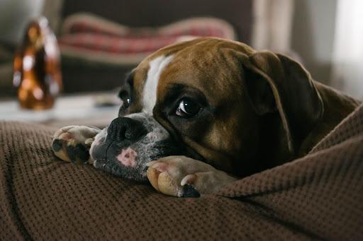 Cute dog with nose and paws set on the arm of a couch.