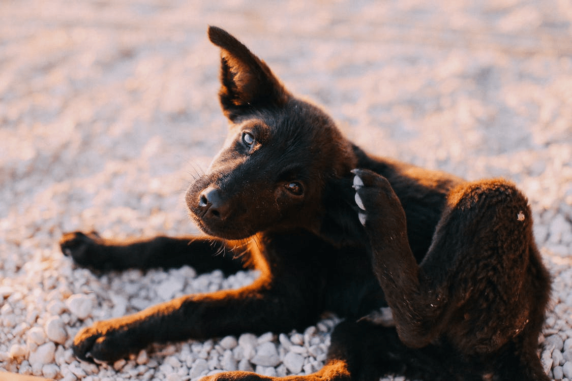 A dog scratching its ear. 