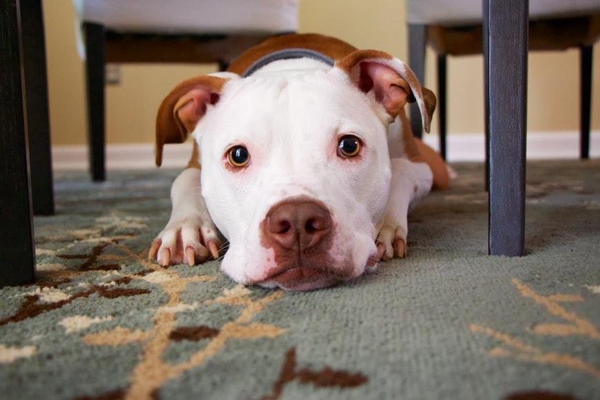 CBD for Dog Allergies: Does CBD Really Help? - Dope Dog