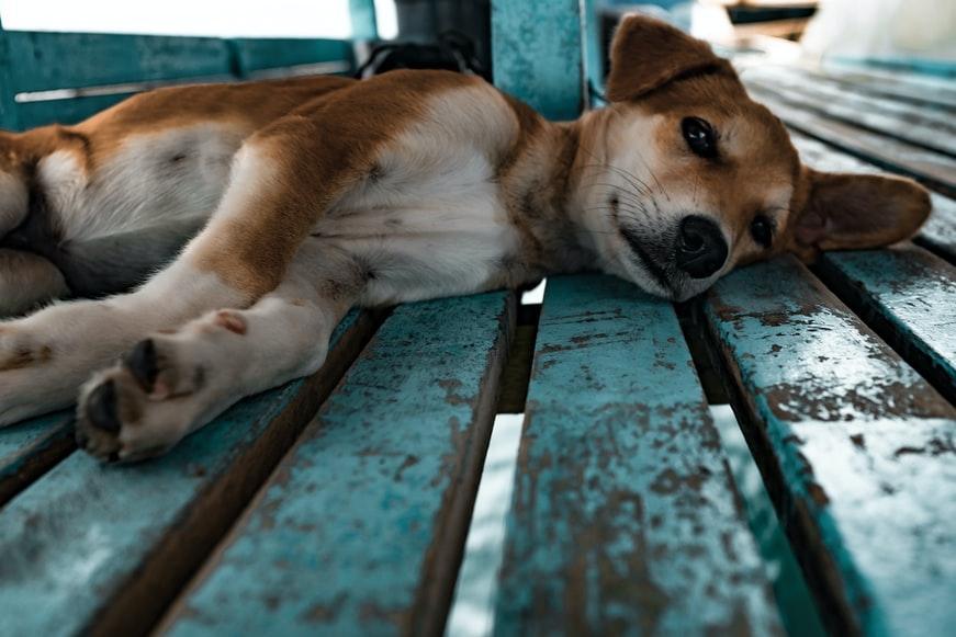 puppy lying down