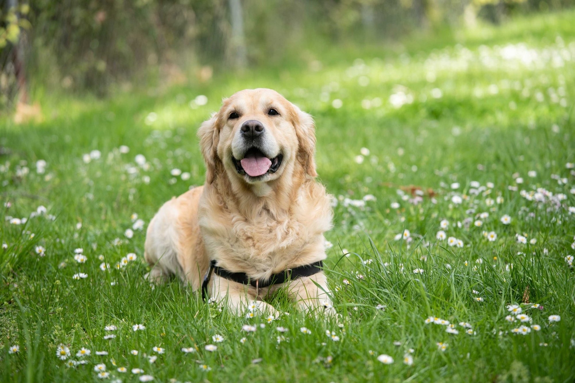 The Best Dog Collar with Name Plate in 2023: A Dope Dog Recommendation