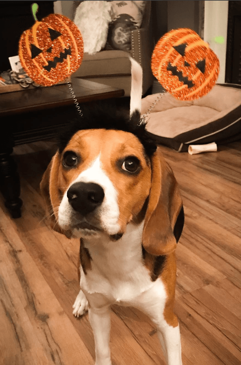 10 Best Dog Halloween Costumes for 2020 - Dope Dog
