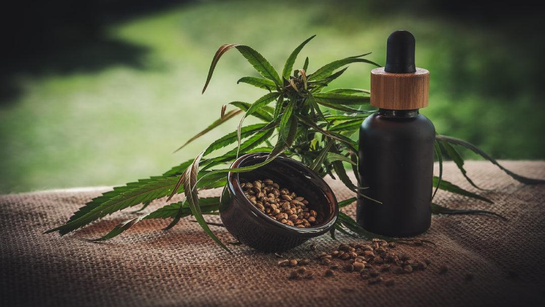 CBD oil next to a hemp plant