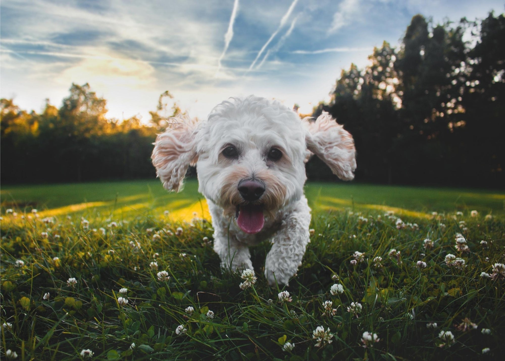 Essential Tips for Enjoyable Off-Leash Dog Park Visits