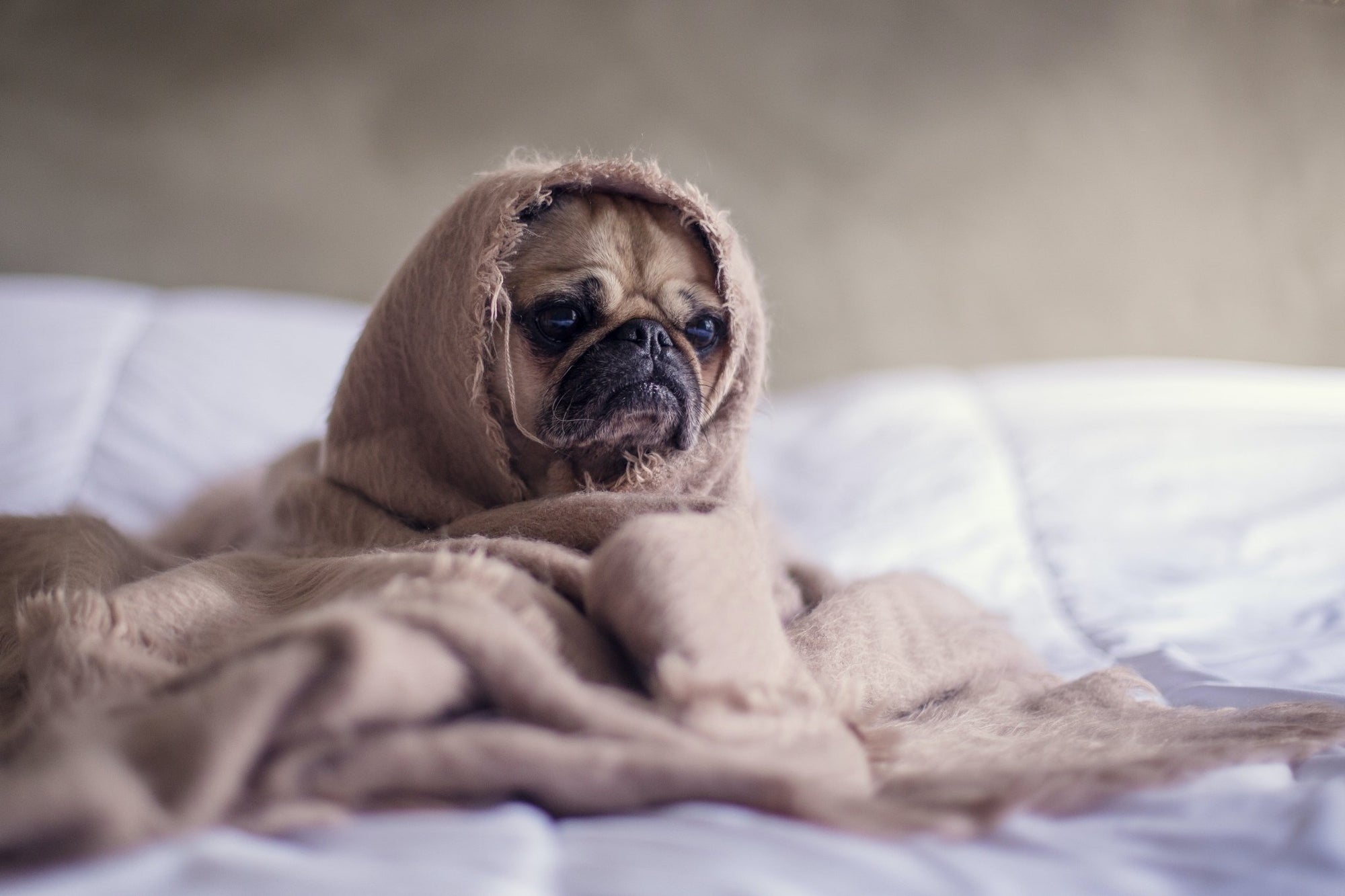 Dog wrapped in a blanket - Why is My Female Dog Leaking Brown Fluid From Anus