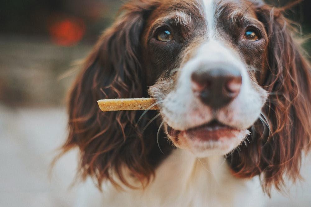 Dog with wooden stick
