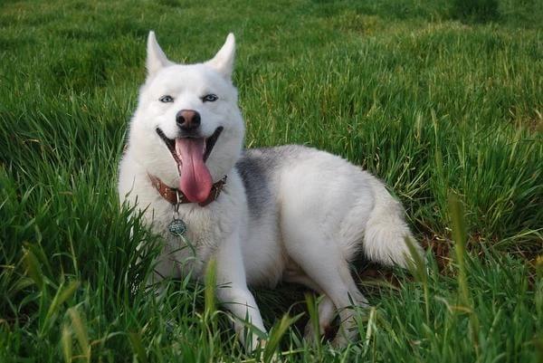 Heat Stroke in Dogs: Causes, Symptoms, and Treatments - Dope Dog