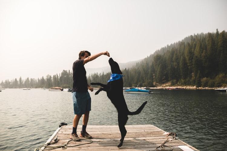 Best CBD Treats for Dogs - Dope Dog