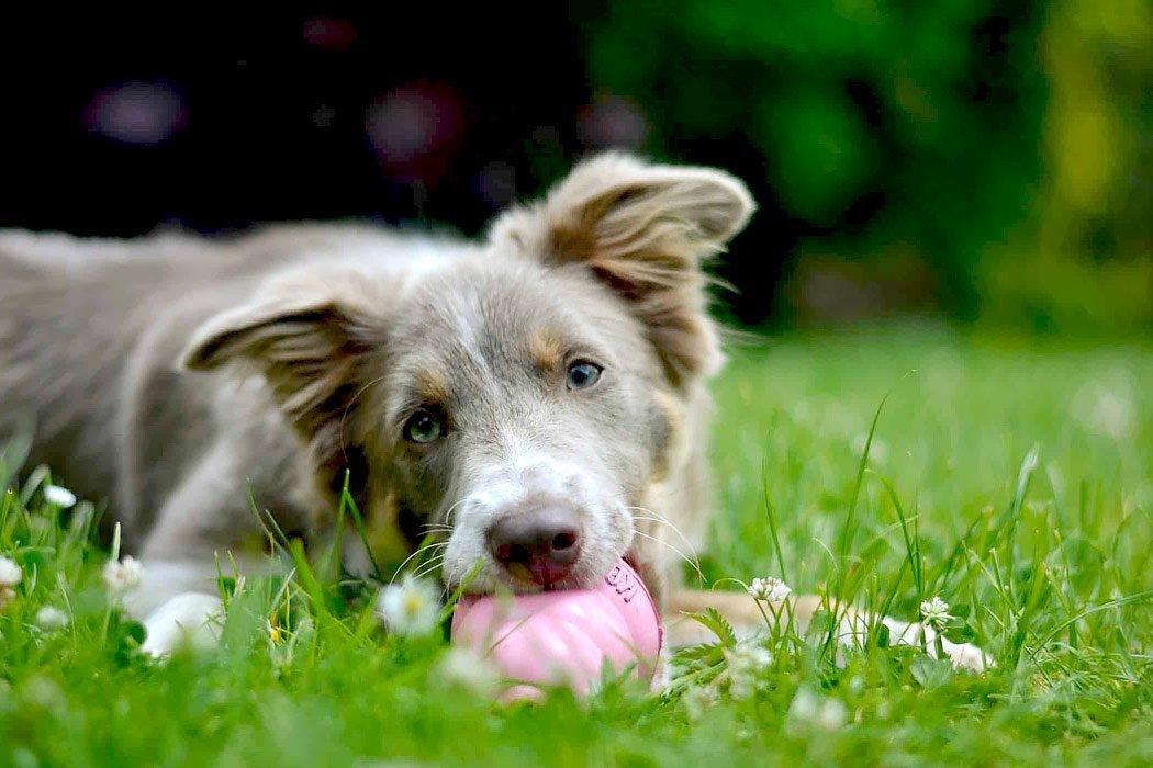dog chewing ball
