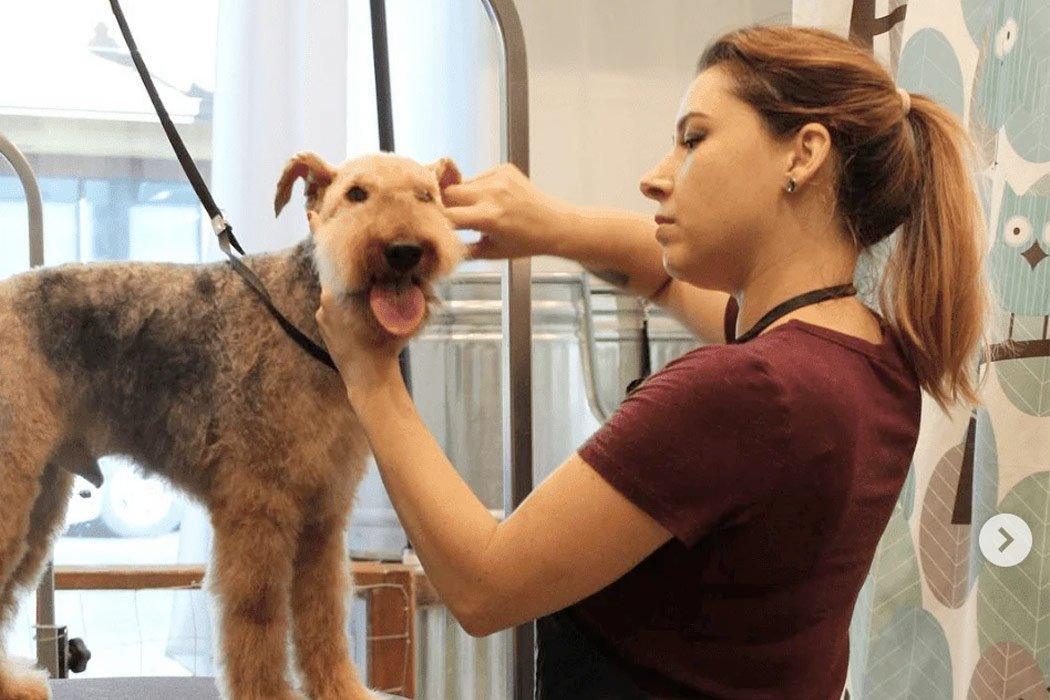 Interview with Dr. Hatt from Pawsh Place Veterinary Center & Boutique - Dope Dog