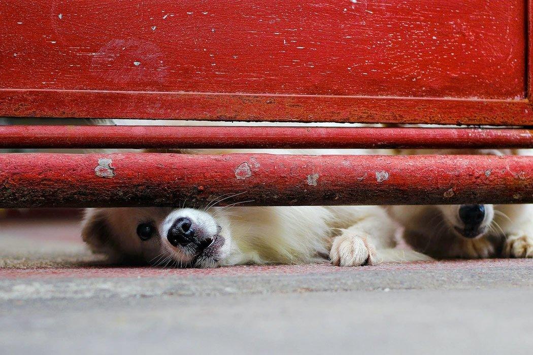 How to Stop a Dog From Barking When Left Alone - Dope Dog