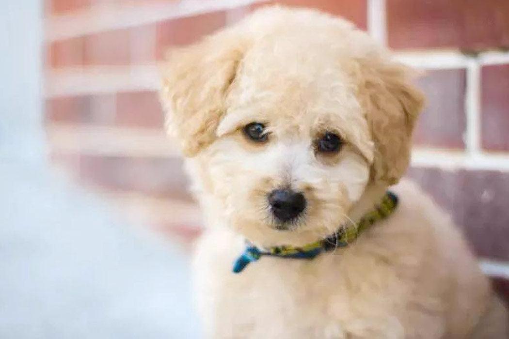 Puppy vaccines are a critical part of caring for your puppy