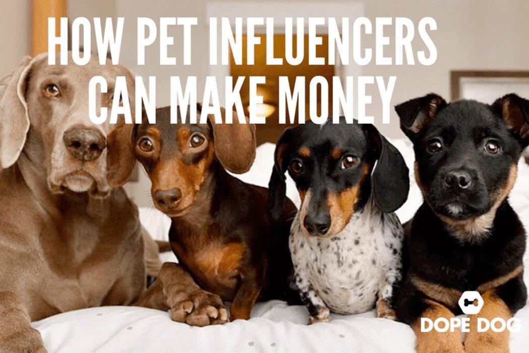 How Pet Influencers Can Make Money - Dope Dog