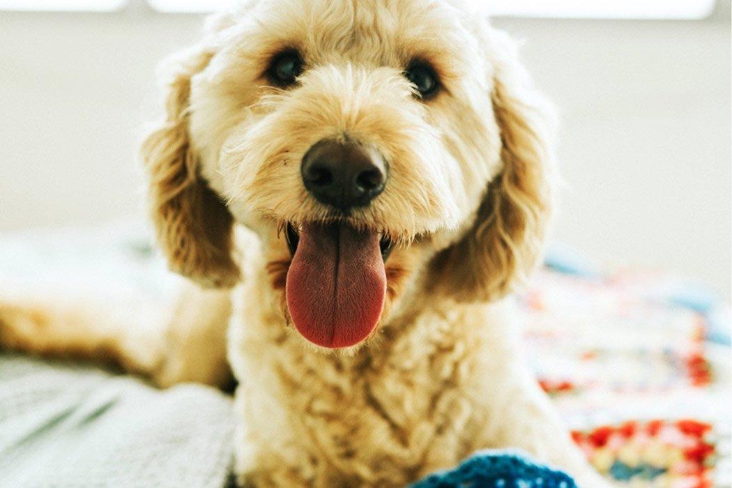 Meet CUDDLY - It's like a baby registry for your pet!! | Dope Dog