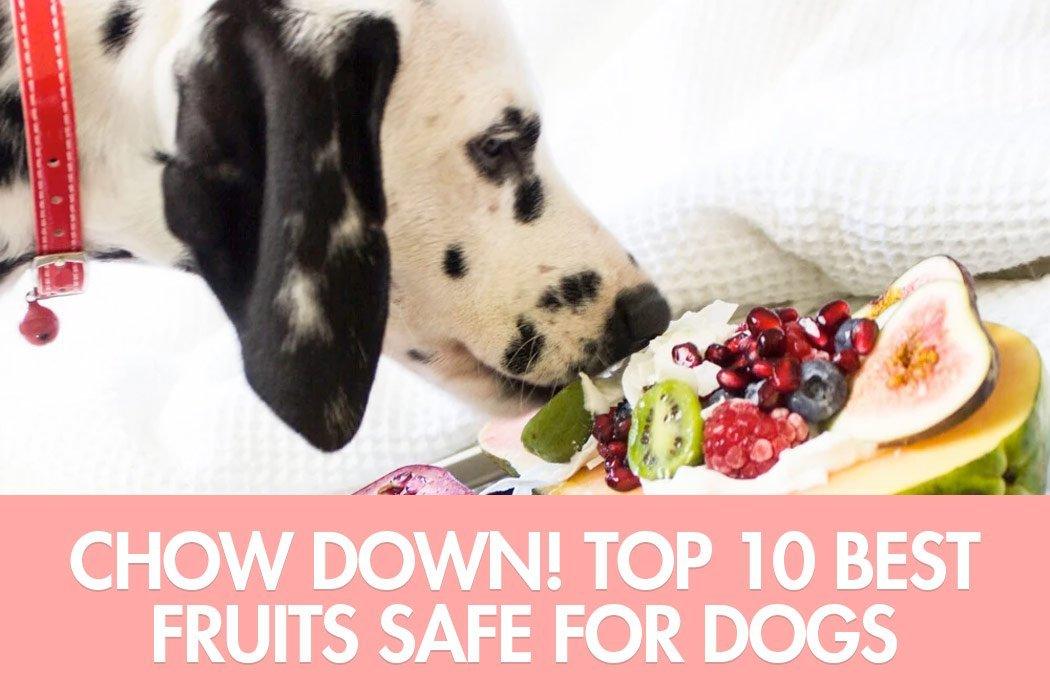Chow Down! Top 10 Best Fruits Safe for Dogs - Dope Dog