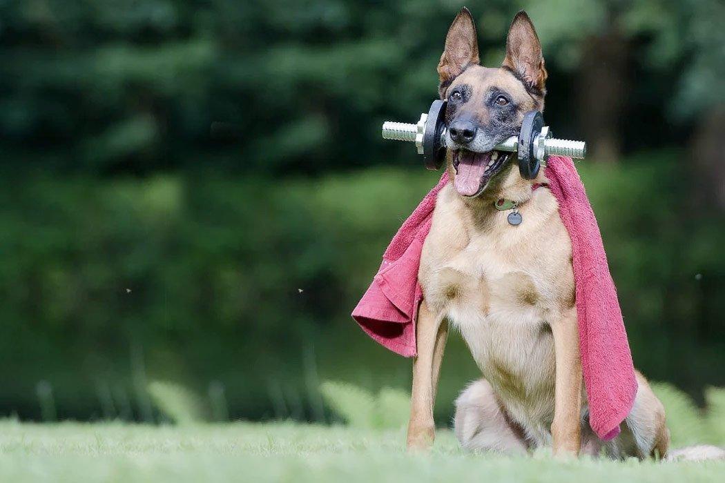 How to Help Your Dog Lose Weight - Dope Dog