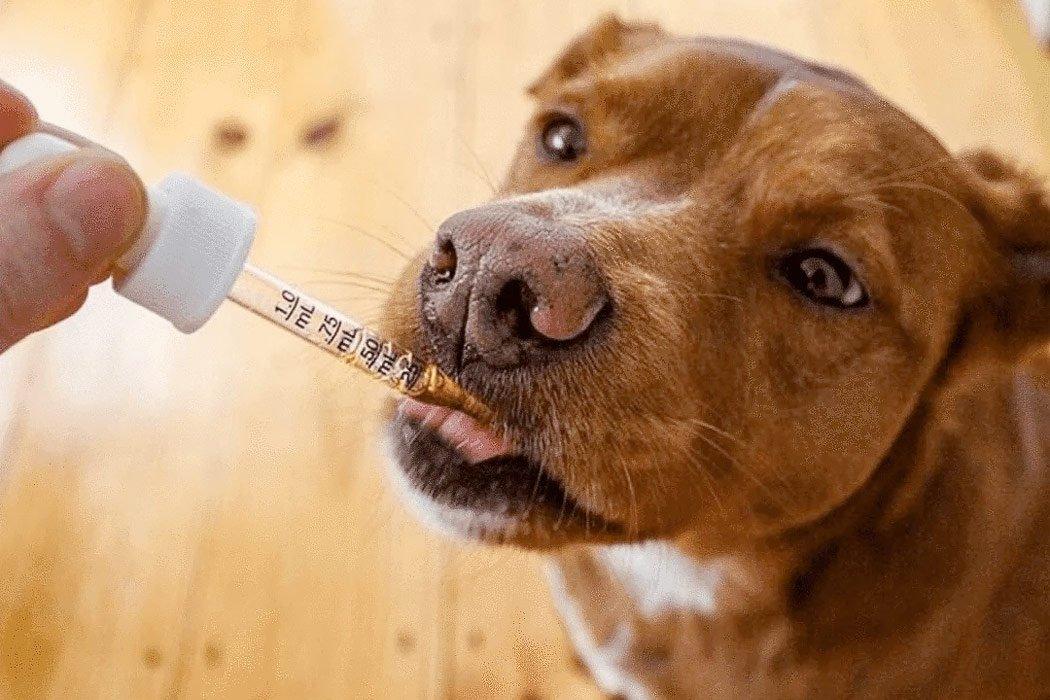 3 things to look for when shopping for CBD oil - Dope Dog