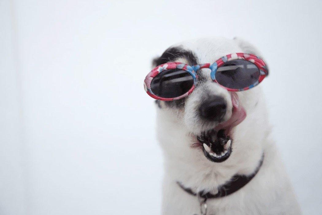 Dog wearing sunglasses