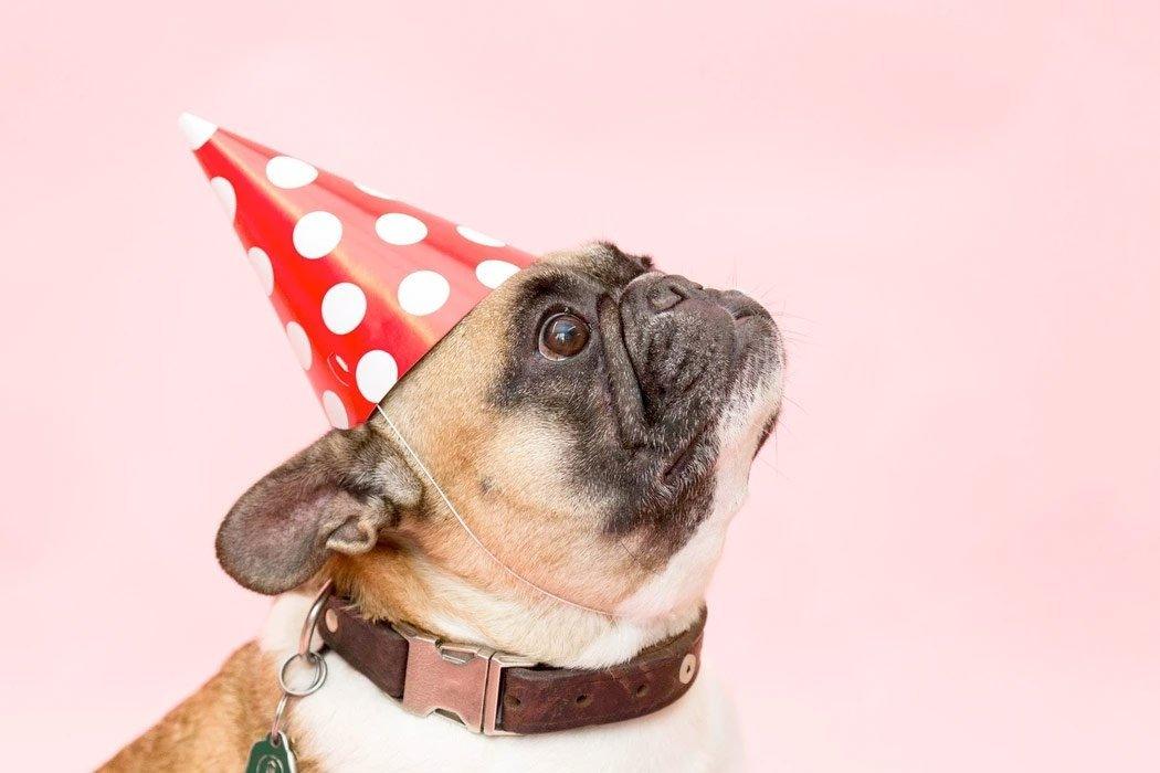 Throwing a best sale dog birthday party