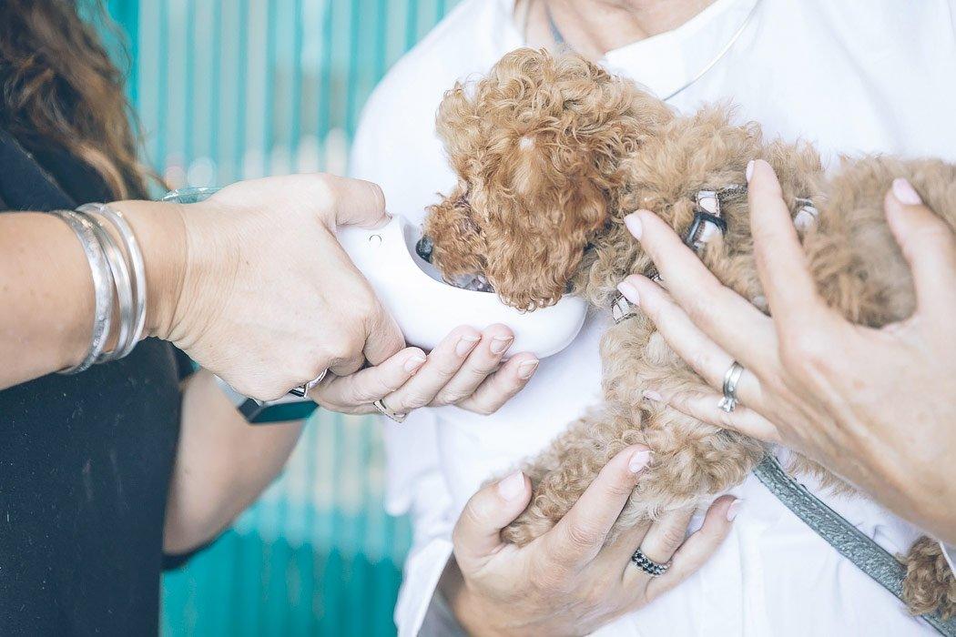 vet helping sick dog