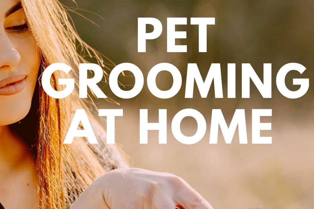 Pet Grooming at Home for Special Occasions - Dope Dog