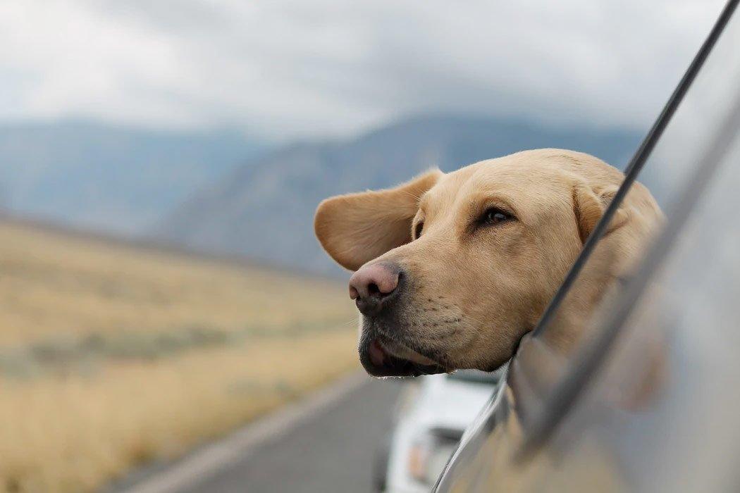 Traveling with a Dog in a Post COVID-19 World  - Dope Dog