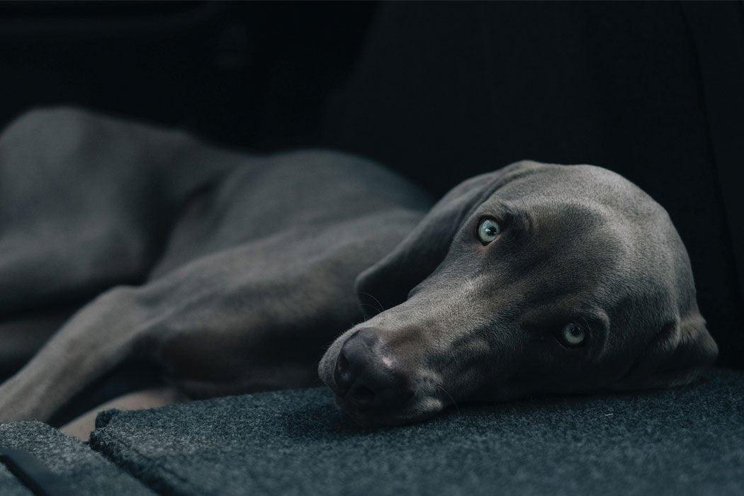 A black and white picture of a dog