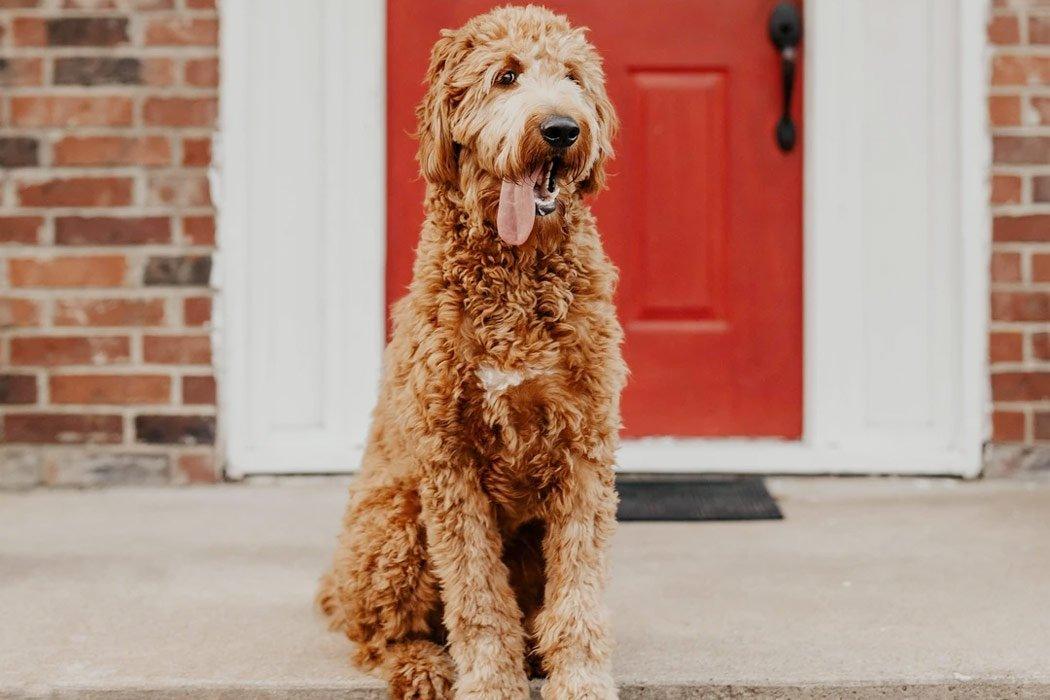 12 Large Dog Breeds That Don't Shed - Dope Dog