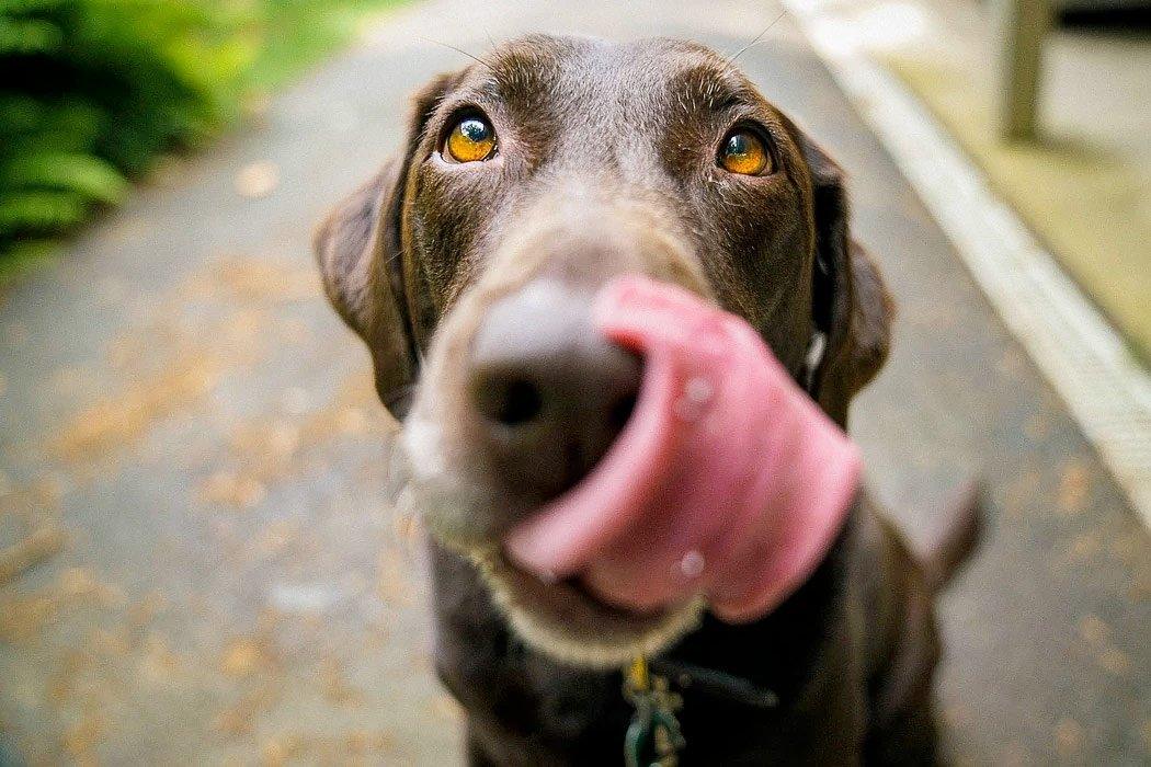 10 Easy Dog Breeds to Own - Dope Dog