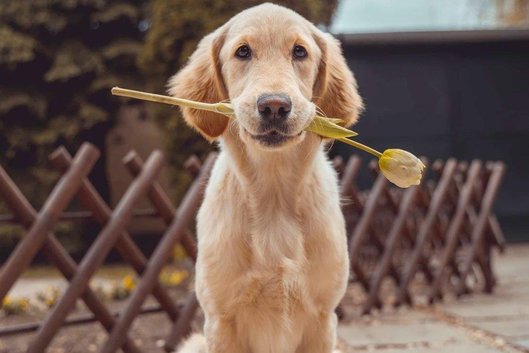 10 Most Popular Dog Breeds - Dope Dog