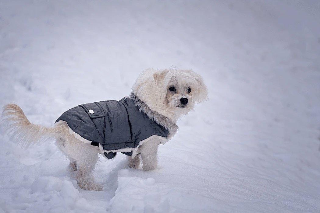 How Cold is Too Cold For Your Dog? - Dope Dog