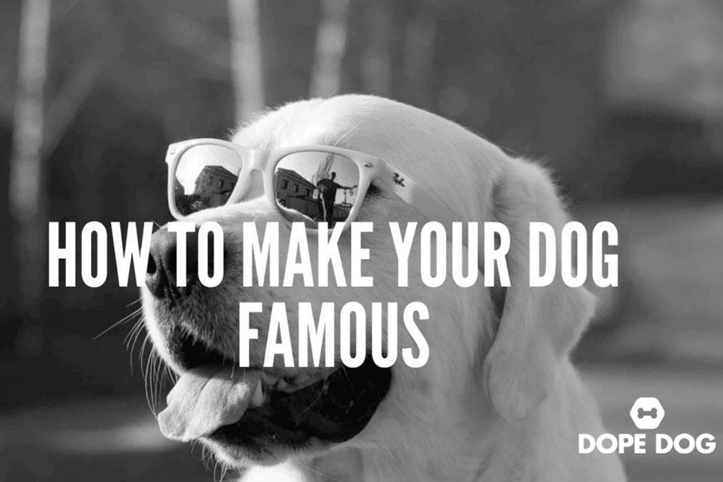 How to Make Your Dog Famous - Dope Dog