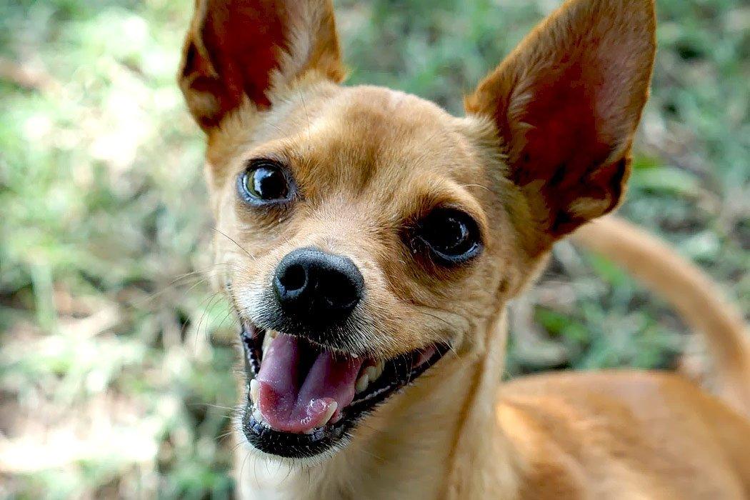 Brown chihuahua is smiling wide.