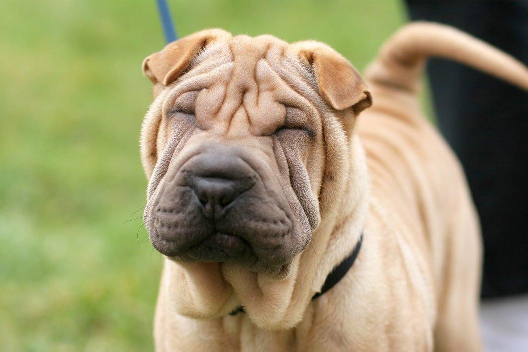 Top breeds often named among what dogs bark the least