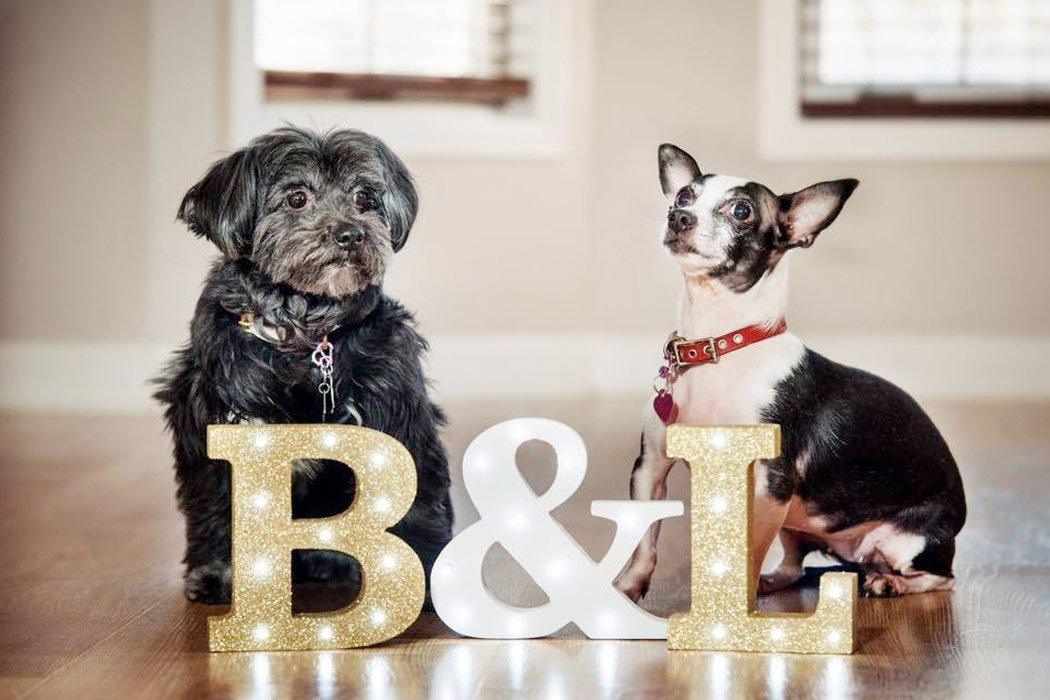Celebrating Bella & Lindy's 5 year anniversary - Dope Dog